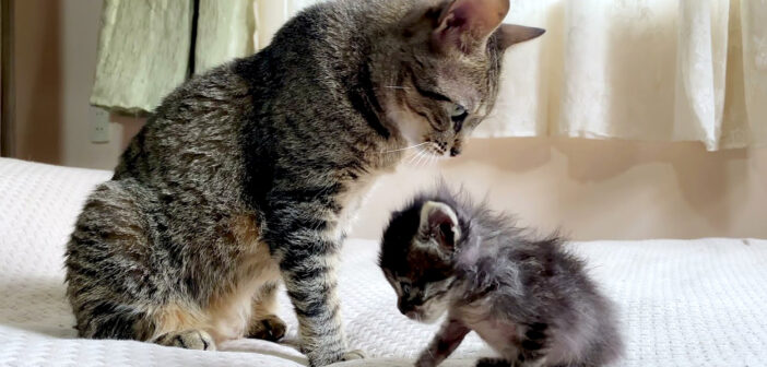 子猫と先住猫