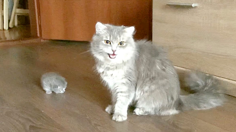 子猫と母猫