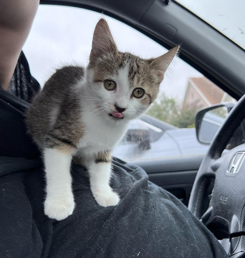 車に乗る子猫