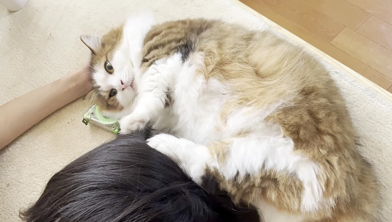 お姉ちゃんをフミフミする猫