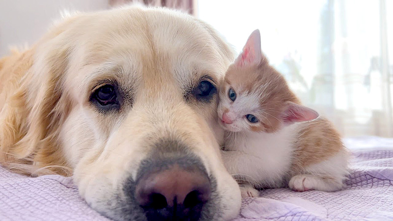 先住犬に寄り添う子猫