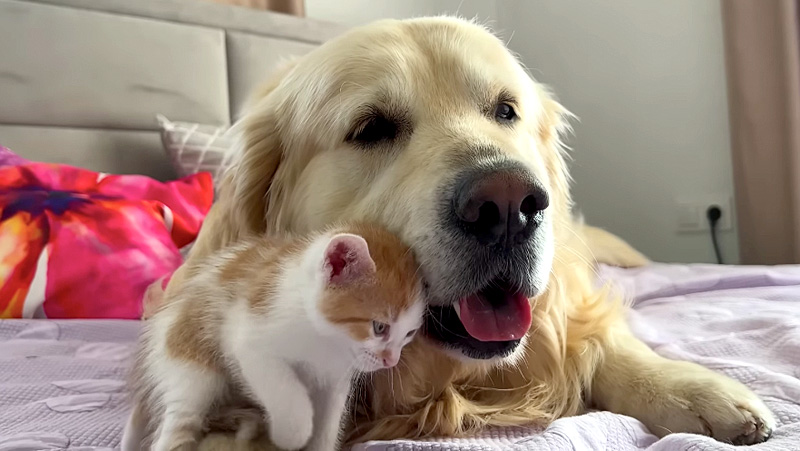 先住犬にスリスリする子猫