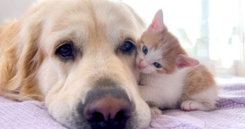 先住犬にかまって欲しい子猫