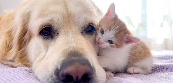 先住犬にかまって欲しい子猫