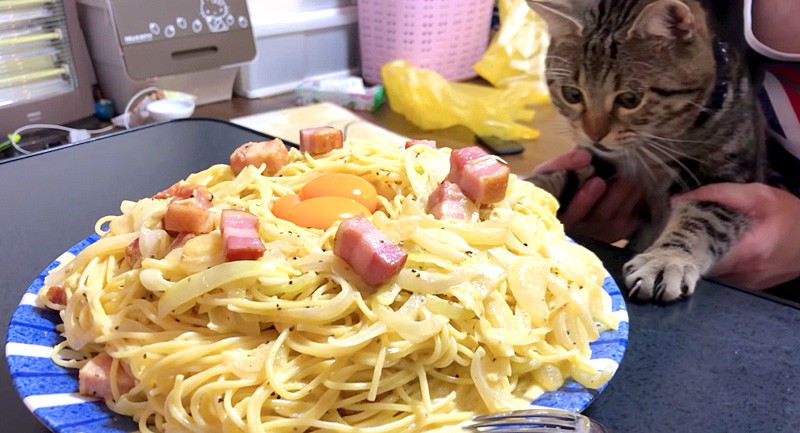 カルボナーラが気になる猫