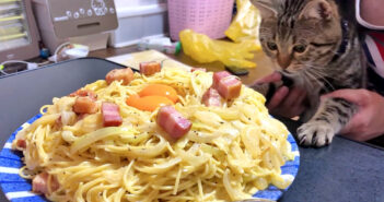 カルボナーラが気になる猫