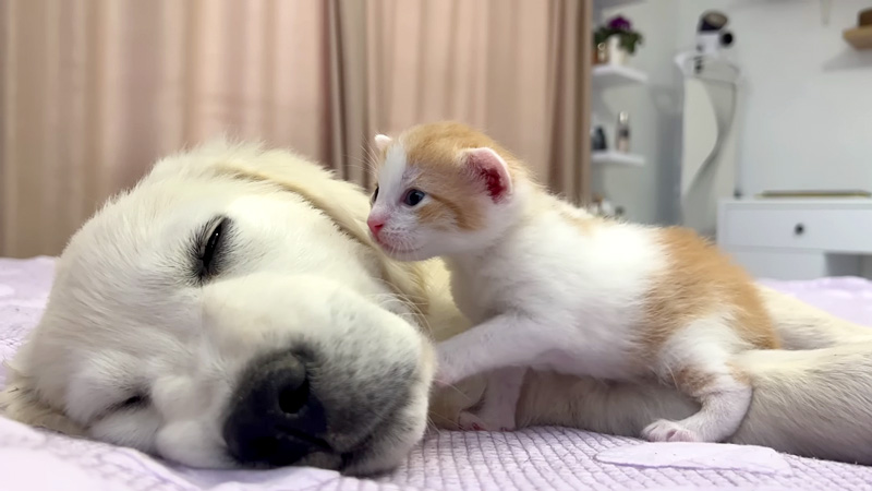 子犬に突撃する子猫