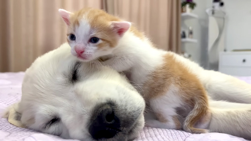 子犬を起こした子猫