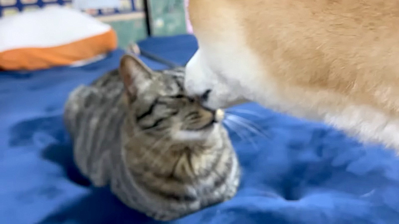 猫を毛づくろいする柴犬