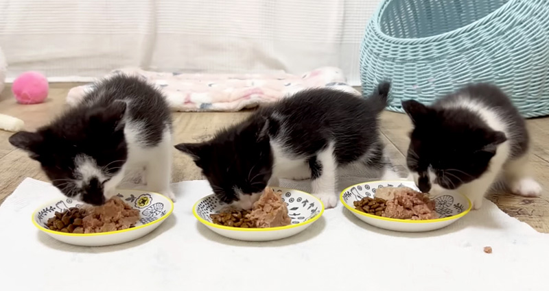 ご飯を食べる子猫達