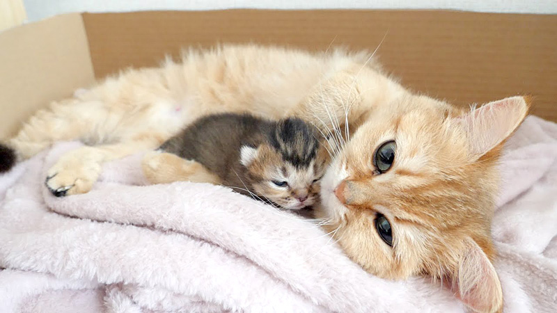 子猫の愛で方がもはや人間な母猫。愛情いっぱいの親子の姿に心が