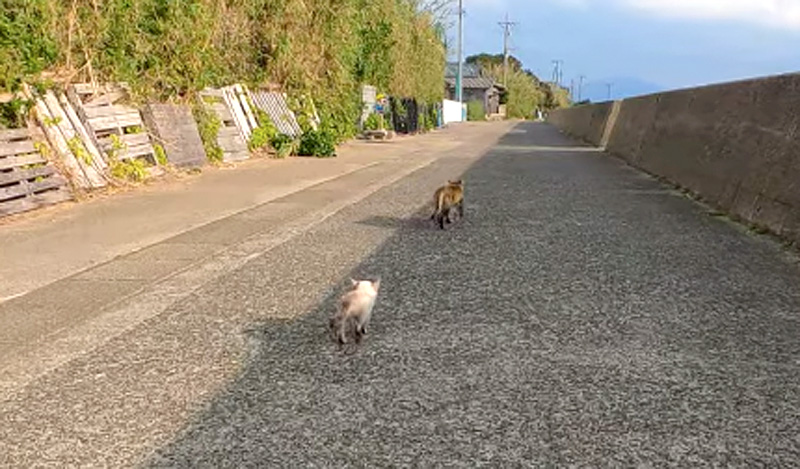 母猫を追いかける子猫