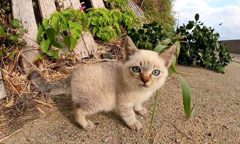 振り返る子猫