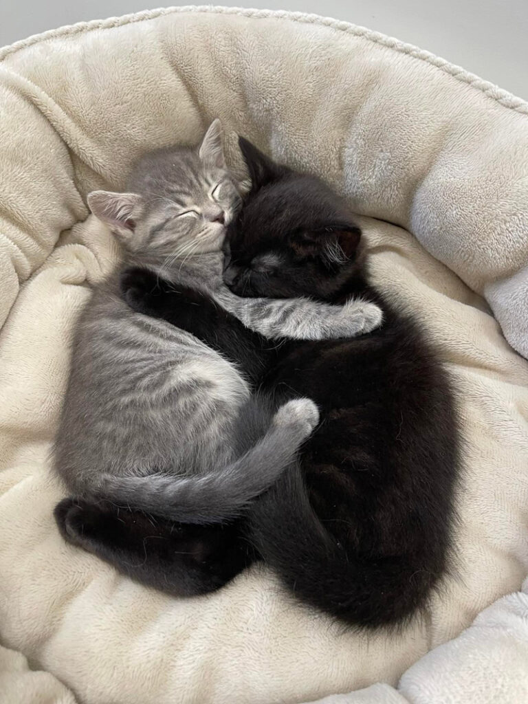 抱きしめ合う子猫達