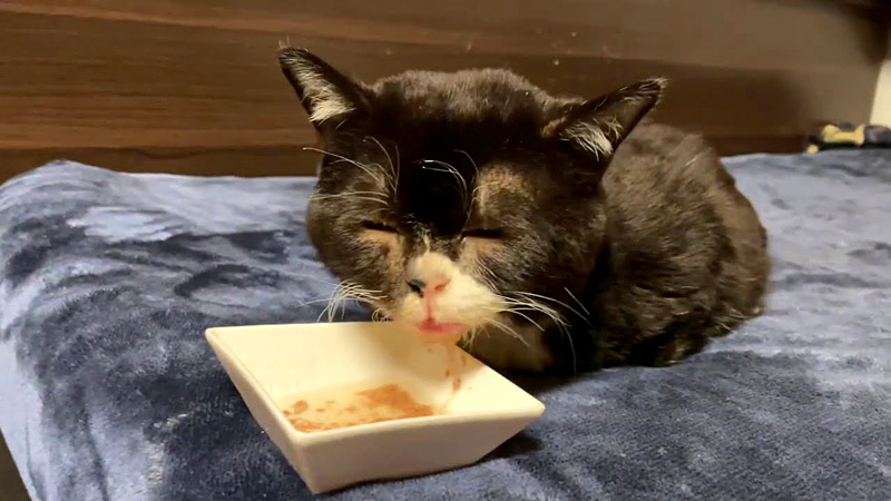 スープを飲む猫