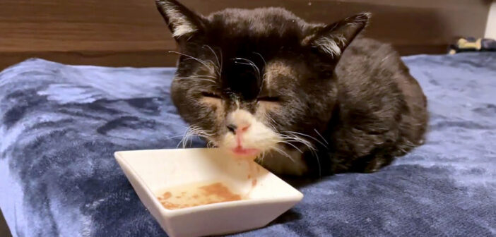 スープを飲む猫