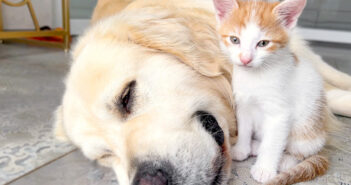 犬と遊びたい子猫