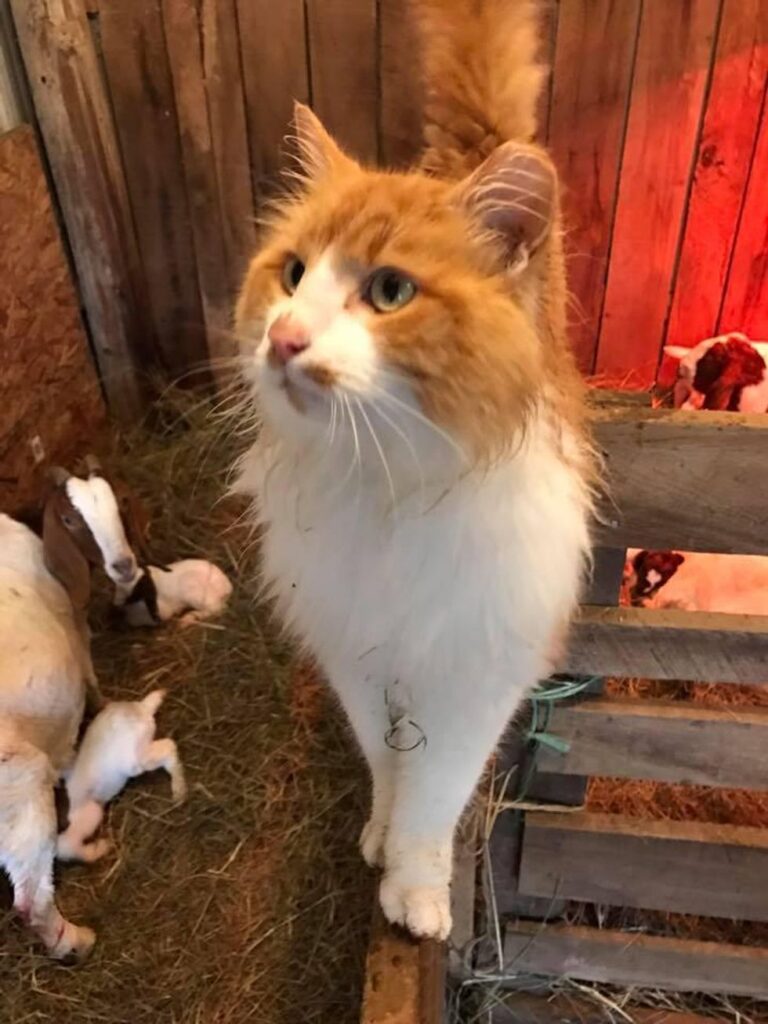 農場で暮らし始めた猫