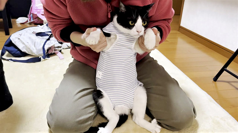 術後服を着た猫