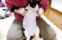 術後服を着た猫