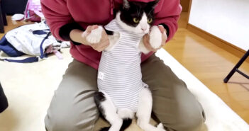 術後服を着た猫