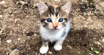 お母さんを探す子猫