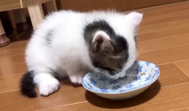 ご飯を食べた子猫