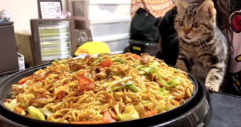 焼きそばが気になる猫