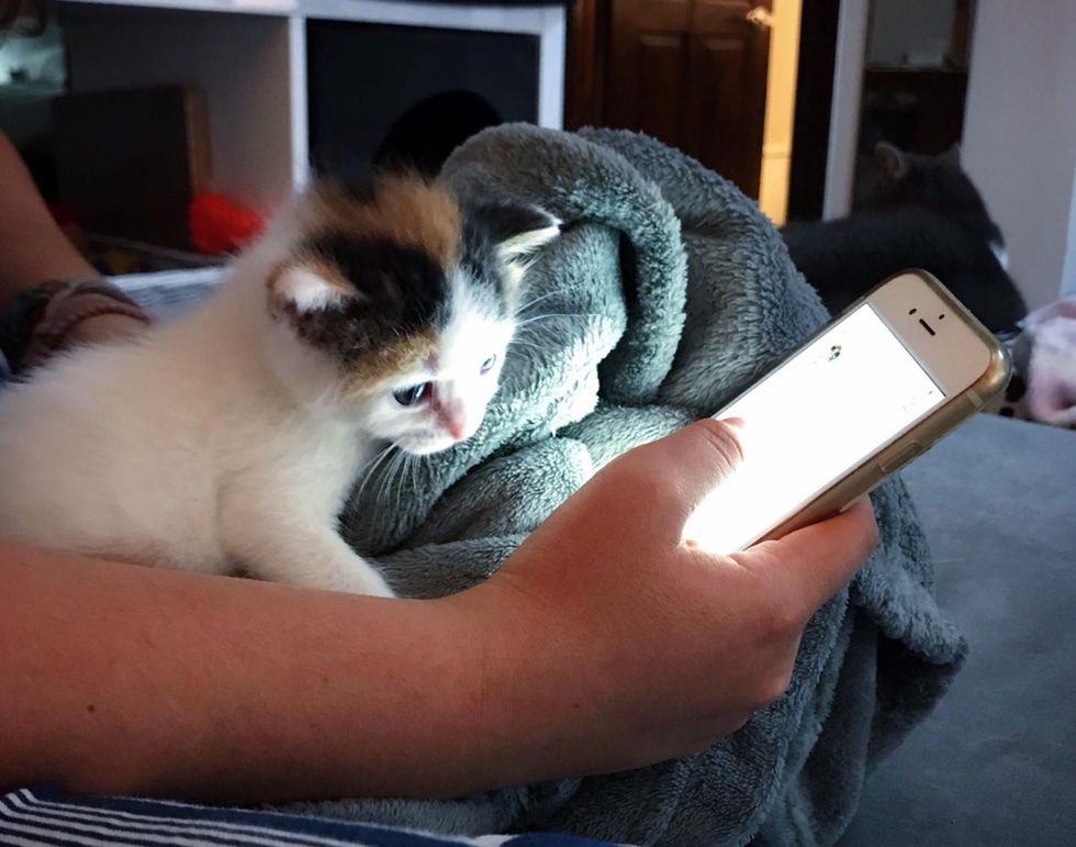 スマホを見る子猫