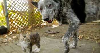 子猫と犬