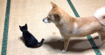 子猫を見守る柴犬