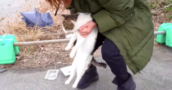 緊急保護された猫