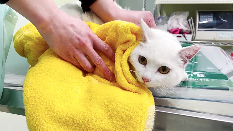 治療を受ける庭子猫