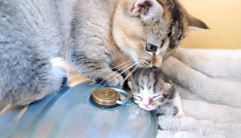赤ちゃん猫を世話する子猫