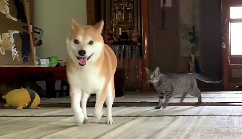 全力の鬼ごっこをする犬と猫