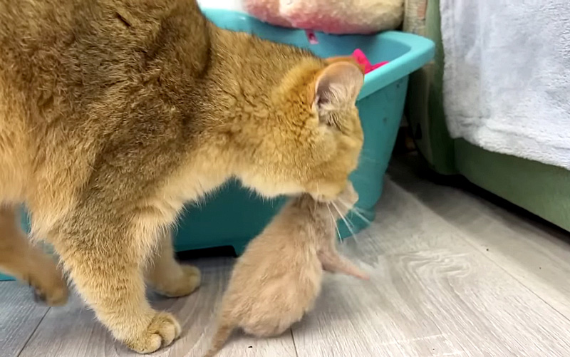 子猫を運ぶ先住猫