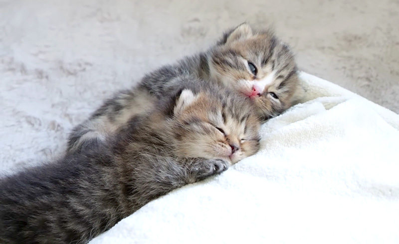 湯たんぽで眠る子猫達