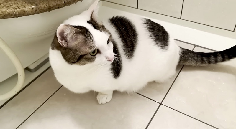 お風呂場に入った猫