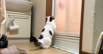 お父さんの安否確認をする猫