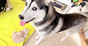 子猫を見つけたハスキー犬