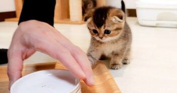 お皿が気になる子猫