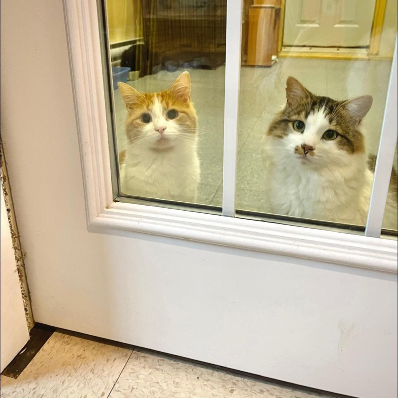 ドアの向こうの猫達