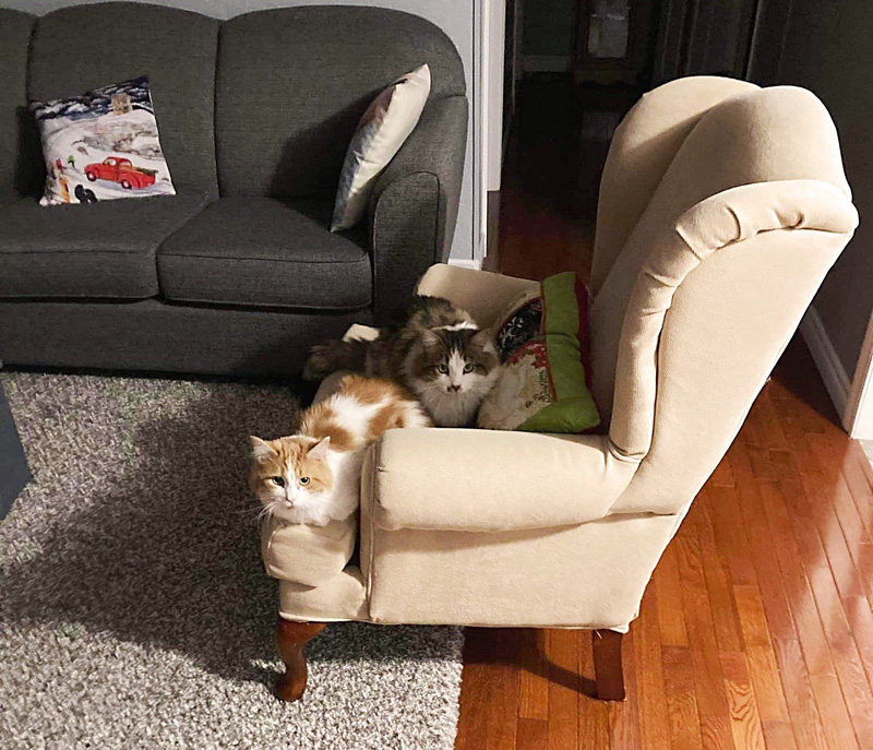 椅子の上の猫達