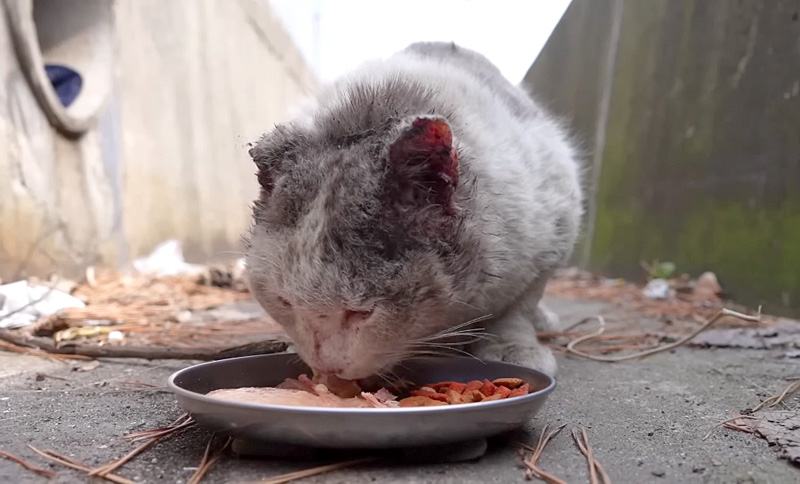 ご飯を食べる猫