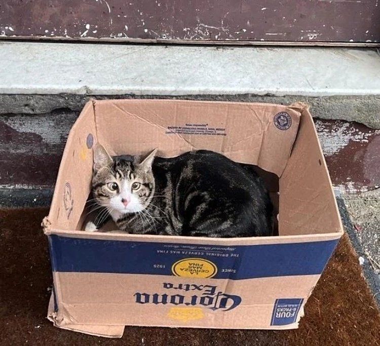 ダンボール箱の中にいた猫