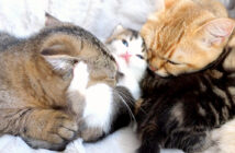 子猫の世話をする母猫と姉猫