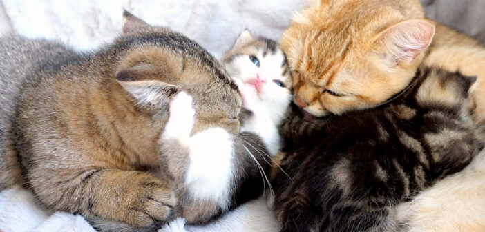 子猫の世話をする母猫と姉猫