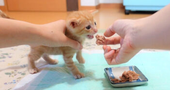 離乳食を食べる子猫