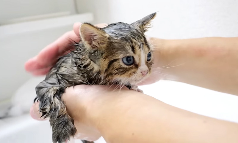 初めてお風呂に入った子猫