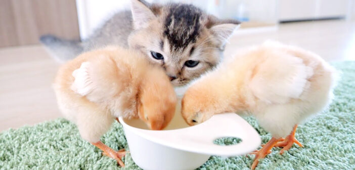 ヒヨコの食事を見守る子猫